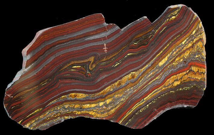 Polished Tiger Iron Stromatolite - ( Billion Years) #42589